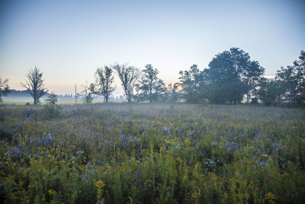 Misty meadow in the morning
