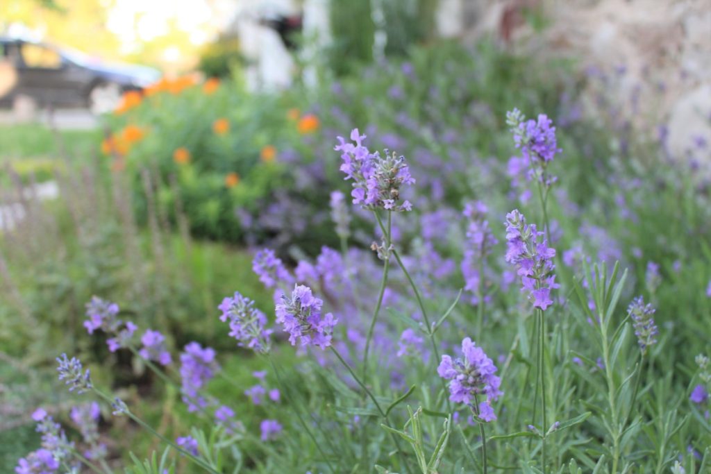 Lavender in garden