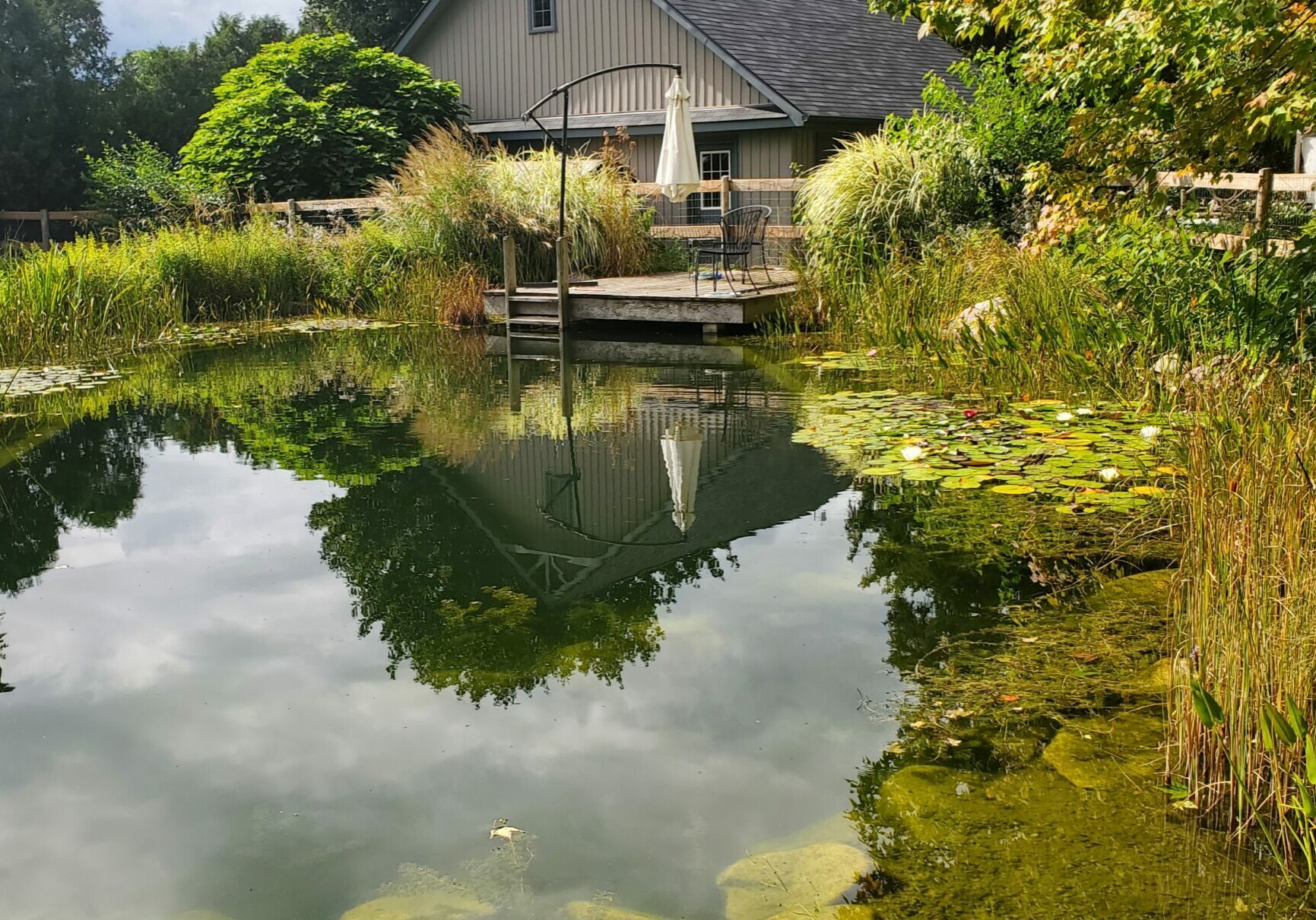 Natural swimming pond